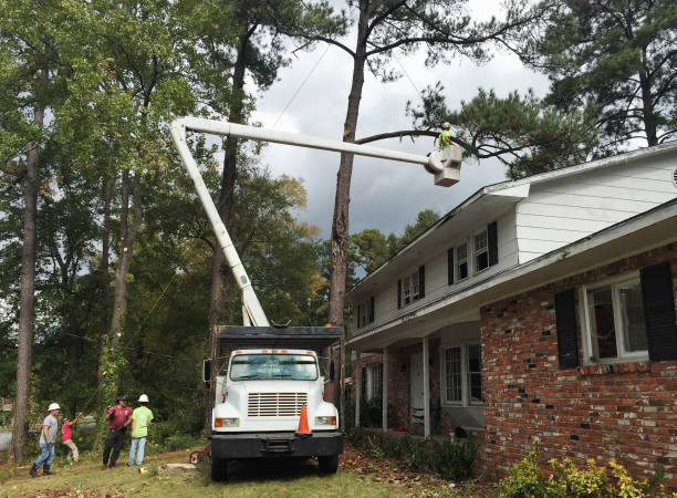 Professional Tree Services in Blanchester, OH