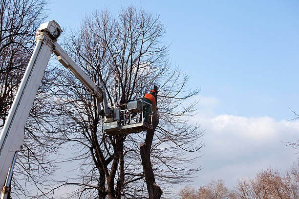 Best Tree Mulching  in Blanchester, OH